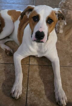 Rescue Labrador Retriever Dogs for Adoption in San Antonio, Texas - Milo | PetCurious