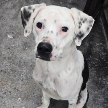 Dalmatian and Pit Bull Terrier Dogs Available for Adoption - Max | PetCurious