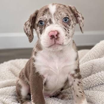 Beast -  Australian Shepherd and Shepherd Dog for Adoption in Tampa, Florida - Beast | PetCurious