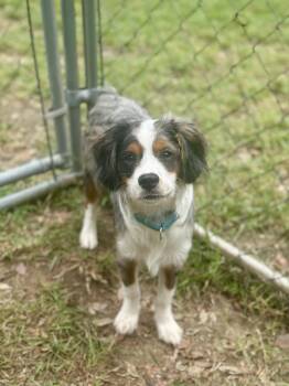 Charlie -  Aussiedoodle Dog for Adoption in Kerrville, Texas - Charlie | PetCurious