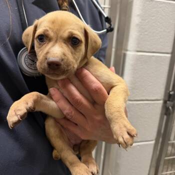 McDouble -  Pit Bull Terrier Dog for Adoption in Morganton, North Carolina - McDouble | PetCurious