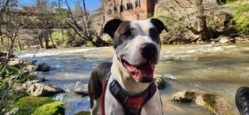 Rescue Mixed Breed Dogs for Adoption in Chamblee, Georgia - Sweet Feathers - IN FOSTER | PetCurious