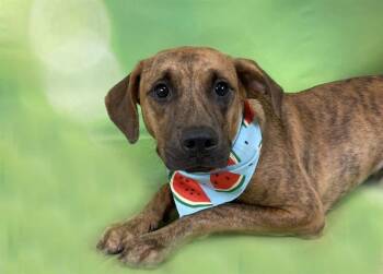 REMMY -  Labrador Retriever and Mixed Breed Dog for Adoption in Fort Lauderdale, Florida - REMMY | PetCurious