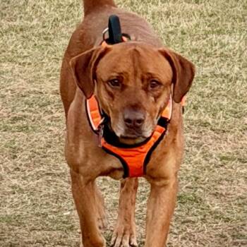 Labrador Retriever and Vizsla Dogs Available for Adoption in Kaufman, Texas - BUDDY LIVES AT THE CARWASH | PetCurious