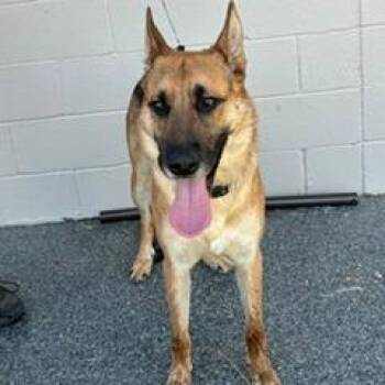 Commander -  German Shepherd Dog and Mixed Breed Dog for Adoption in Buchanan Dam, Texas - Commander | PetCurious