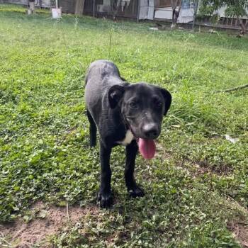 Rescue Labrador Retriever Dogs for Adoption in Harlingen, Texas - Goose | PetCurious