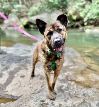 Fitz -  Mixed Breed Dog Available for Adoption in Ellijay, Georgia - Fitz | PetCurious