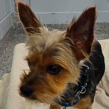Wallace -  Yorkshire Terrier Dog for Adoption in Stafford Township, New Jersey - Wallace | PetCurious