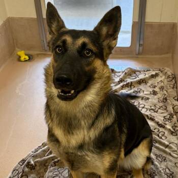 Nestle -  German Shepherd Dog Dog for Adoption in Reno, Nevada - Nestle | PetCurious