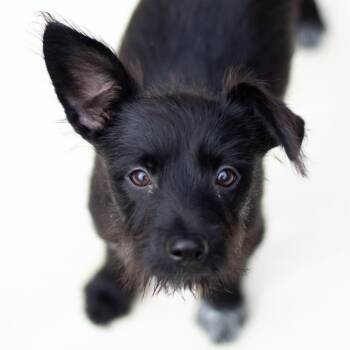 Macie 22419 -  Terrier and Mixed Breed Dog for Adoption in Cumming, Georgia - Macie 22419 | PetCurious