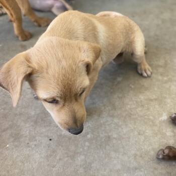 Ravioli -  Chihuahua Dog for Adoption in Escondido, California - Ravioli | PetCurious