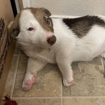 Autumn -  Mixed Breed Dog for Adoption in Tacoma, Washington - Autumn | PetCurious