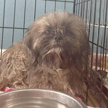 Mixed Breed Dogs Available for Adoption in Leander, Texas - Braeburn S12 | PetCurious