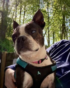 Boston Terrier Dogs Available for Adoption in Monticello, New York - Sadie | PetCurious