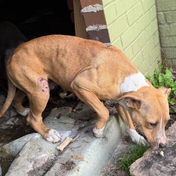 Mixed Breed Dogs Available for Adoption - 03/04/2026-Stray-WashingtonAvenue-1 | PetCurious