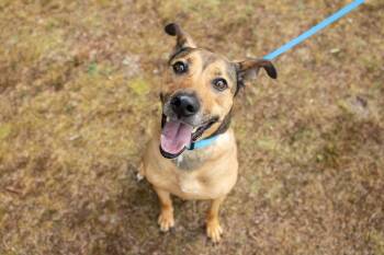 Beckham -  Labrador Retriever and Terrier Dog for Adoption in Youngsville, North Carolina - Beckham | PetCurious