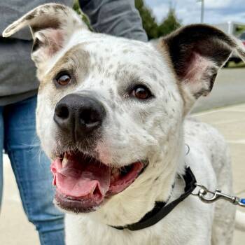 Rescue Cattle Dog and Great Pyrenees Dogs for Adoption in Marshall, Virginia - Sawyer | PetCurious