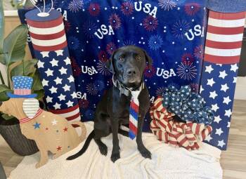 Bear -  Black Labrador Retriever and Pit Bull Terrier Dog for Adoption in Palm Coast, Florida - Bear | PetCurious