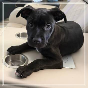 Pepper -  Pit Bull Terrier Dog for Adoption in Chandler, Arizona - Pepper | PetCurious