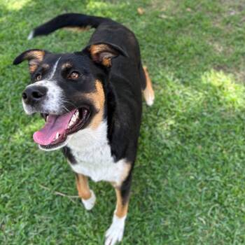 Rescue Australian Shepherd Dogs for Adoption in San Jacinto, California - Tippy | PetCurious