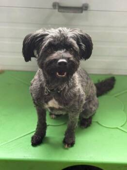 Tibetan Terrier and Mixed Breed Dogs Available for Adoption in Warren, Michigan - Ellie | PetCurious