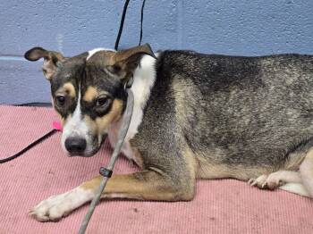 Rescue Pit Bull Terrier and Husky Dogs for Adoption in Evansville, Indiana - Lucy | PetCurious