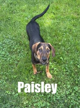 Paisley -  Hound and Shepherd Dog for Adoption in Harrison City, Pennsylvania - Paisley | PetCurious