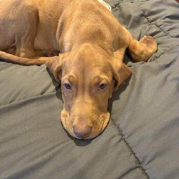Cheez It -  Hound Dog for Adoption in Chicago, Illinois - Cheez It | PetCurious