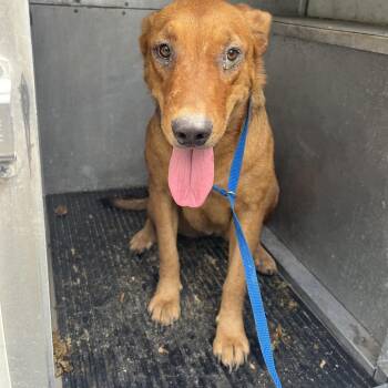 Pinkie -  Shepherd Dog for Adoption in Edinburg, Texas - Pinkie | PetCurious