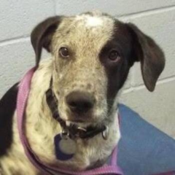 Casper -  Australian Cattle Dog Blue Heeler Dog for Adoption in Green Valley, Arizona - Casper | PetCurious