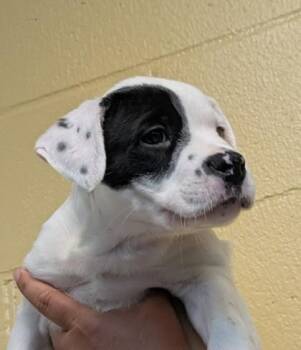Justice -  Mixed Breed Dog for Adoption in Bellingham, Washington - Justice | PetCurious