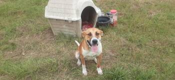 Rescue Pit Bull Terrier Dogs for Adoption in Conroe, Texas - Murphy (Jeanie’s) | PetCurious