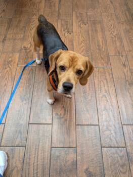 Finn -  Beagle Dog for Adoption in Union Grove, Wisconsin - Finn | PetCurious