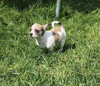 Chihuahua Dogs Available for Adoption in Plymouth, Michigan - Nova (Pena Puppy 2) | PetCurious