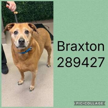 BRAXTON -  Mixed Breed Dog for Adoption in Macon, Georgia - BRAXTON | PetCurious
