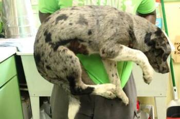 Havannah -  Catahoula Leopard Dog and Mixed Breed Dog for Adoption in Picayune, Mississippi - Havannah | PetCurious