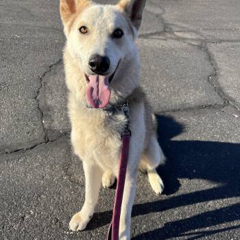 Rescue German Shepherd Dog and Husky Dogs for Adoption in Phoenix, Arizona - Jack | PetCurious