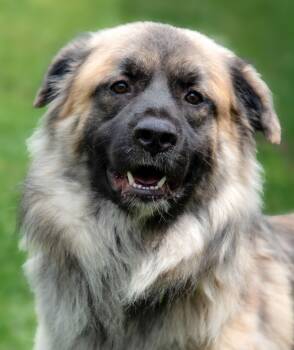 Penguin -  Australian Shepherd and Great Pyrenees Dog Available for Adoption in Nashville, Tennessee - Penguin | PetCurious