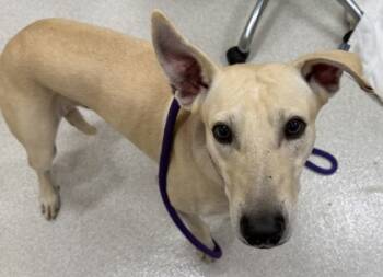 Rescue Greyhound and Mixed Breed Dogs for Adoption in Honolulu, Hawaii - Willoughby | PetCurious