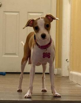Jolene -  Italian Greyhound and Chihuahua Dog for Adoption in Mundelein, Illinois - Jolene | PetCurious
