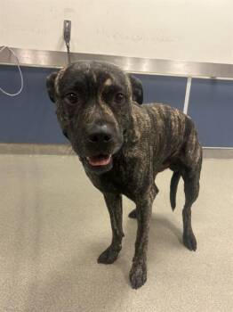 TIGGER -  American Bulldog Dog for Adoption in Doral, Florida - TIGGER | PetCurious