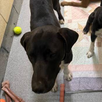 Dolly -  Mixed Breed Dog for Adoption in Cedaredge, Colorado - Dolly | PetCurious