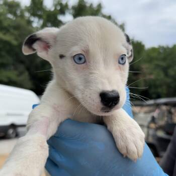 TikTok -  Husky Dog for Adoption in Columbia, South Carolina - TikTok | PetCurious