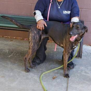 Symphonic -  Mixed Breed Dog Available for Adoption in Chamblee, Georgia - Symphonic | PetCurious