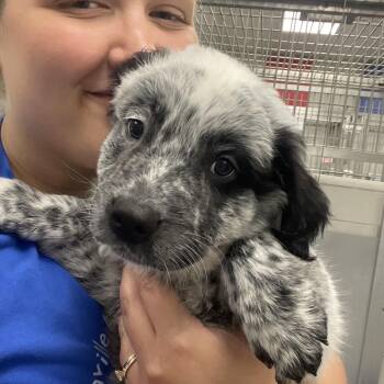 Pistachio -  Retriever and Australian Shepherd Dog for Adoption in Nashville, Tennessee - Pistachio | PetCurious