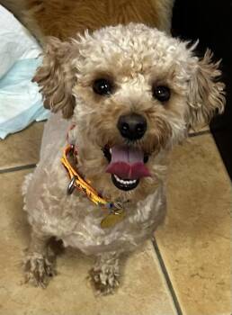 Miniature Poodle and Maltipoo Dogs Available for Adoption - Damien  | PetCurious