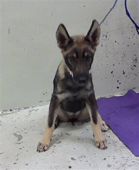 MILLIE -  German Shepherd Dog and Mixed Breed Dog for Adoption in Houston, Texas - MILLIE | PetCurious