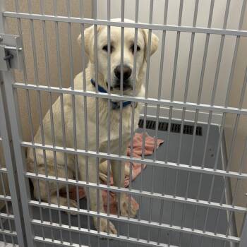 Polar Bear -  Great Pyrenees Dog for Adoption in Rifle, Colorado - Polar Bear | PetCurious