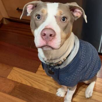 Pit Bull Terrier Dogs Available for Adoption in South Elgin, Illinois - Pawly - Home To Home | PetCurious