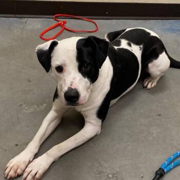 Kodiana -  Mixed Breed Dog for Adoption in Memphis, Tennessee - Kodiana | PetCurious